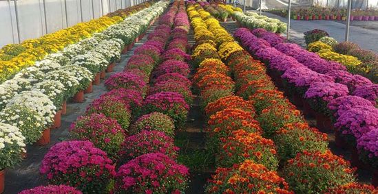 Centro de Jardinería Campo Ciudad Variedad de flores