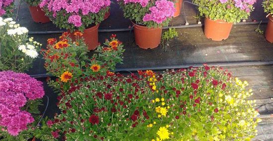 Centro de Jardinería Campo Ciudad Flores en macetas